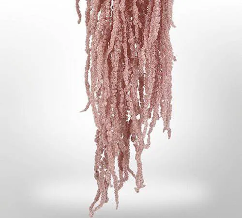 Preserved Amaranthus for Art Sets