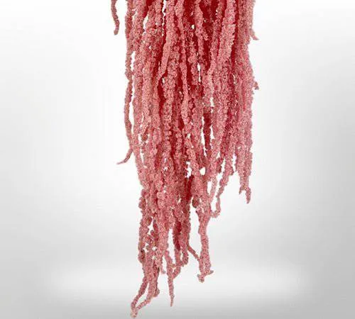 Preserved Amaranthus for Art Sets