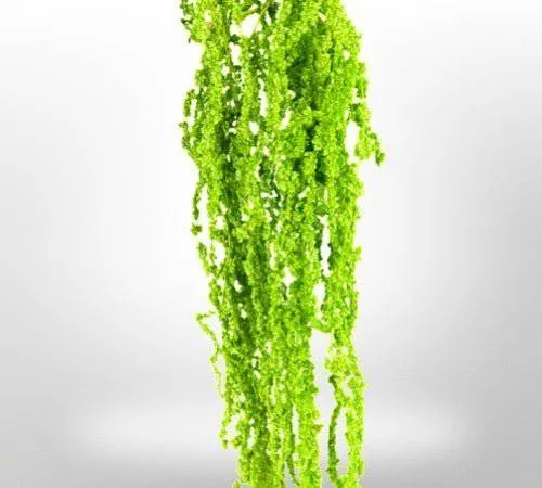 Preserved Amaranthus for Art Sets