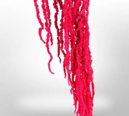 Preserved Amaranthus for Art Sets