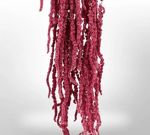 Preserved Amaranthus for Art Sets