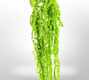 Preserved Amaranthus for Art Sets